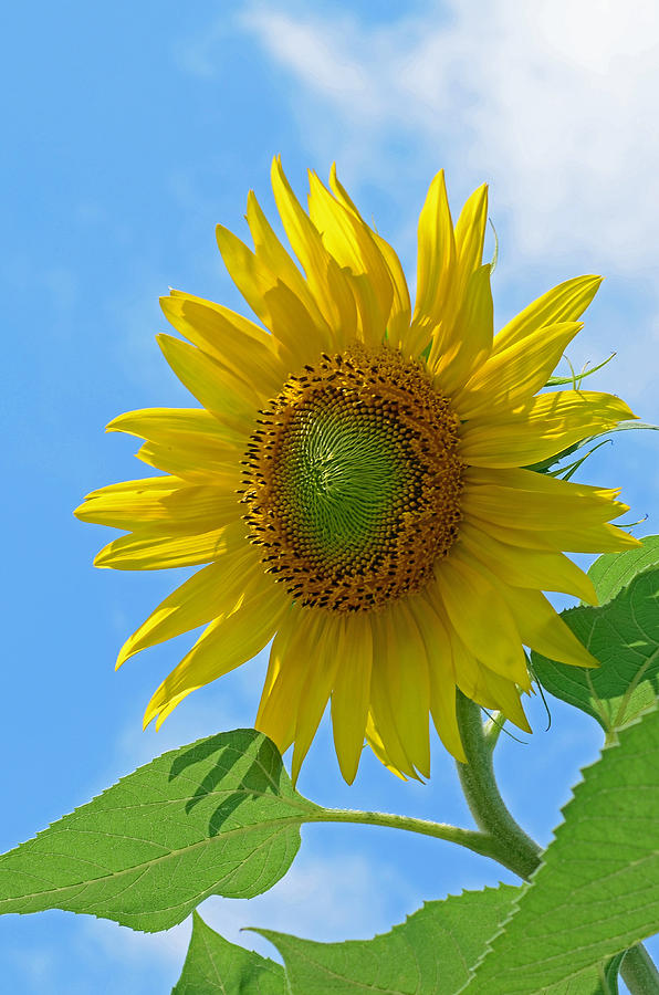 Sunflower Against Blue Sky Photograph by Lisa Phillips