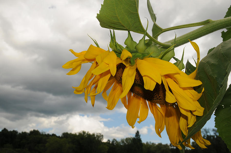 Sunflower Against Grey Sky Photograph by Bonnie Sue Rauch