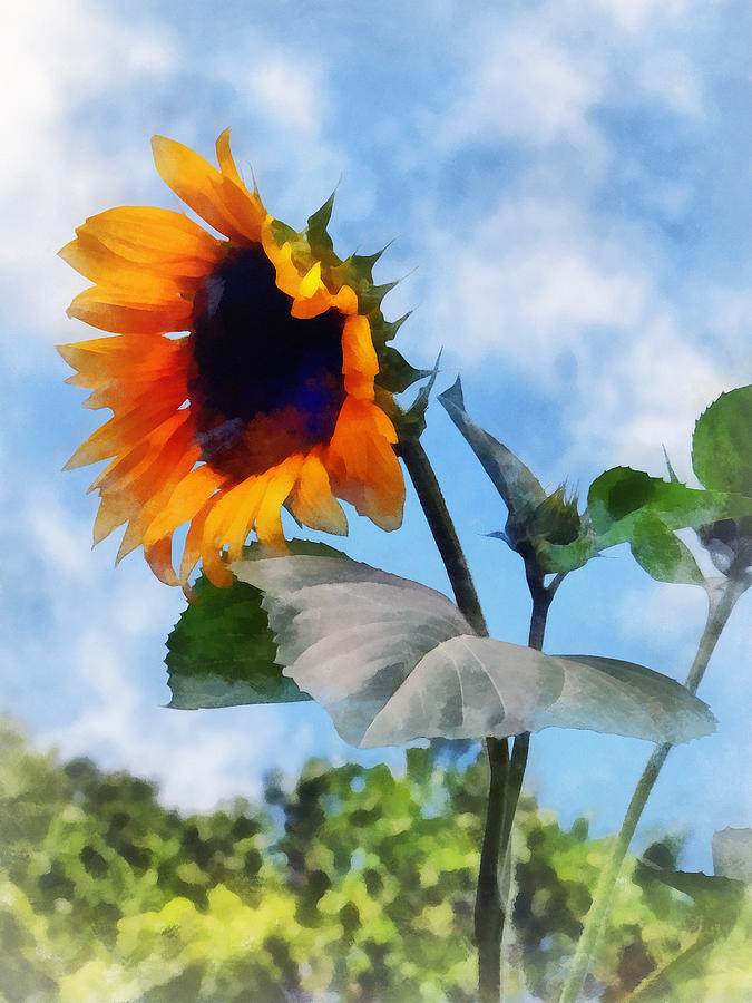 Sunflower Against the Sky Photograph by Susan Savad