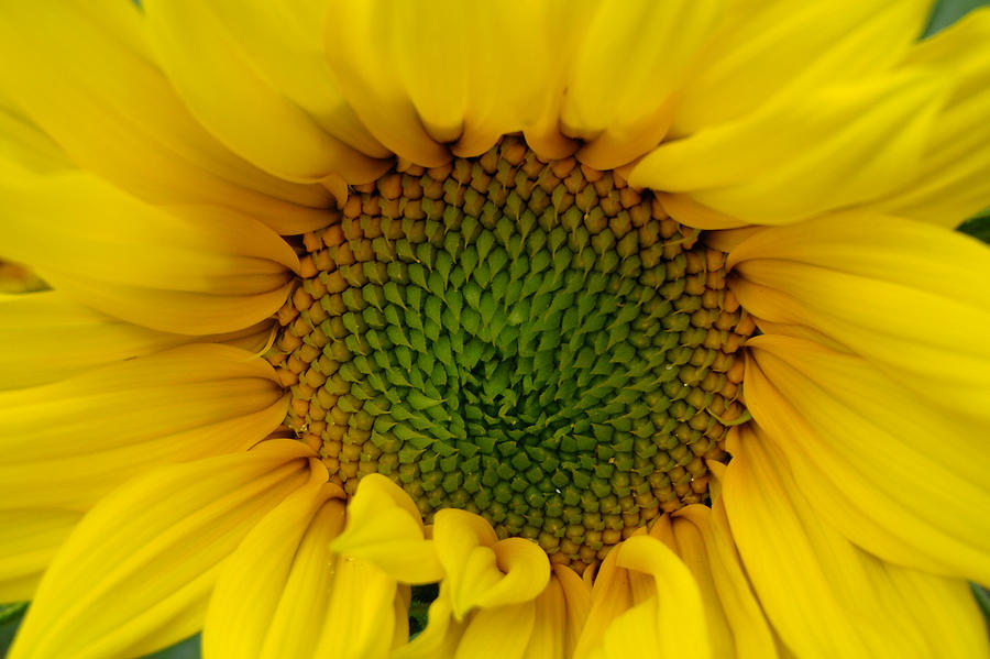 Sunflower Aglow Photograph by Roxy Hurtubise