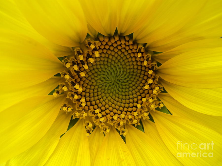 Sunflower Photograph - Sunflower Hypnosis  by Aleisha Maree