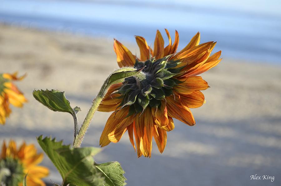 Sunflower Photograph - Sunflower by Alex King