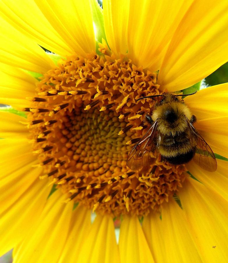 Sunflower And A Bee Photograph