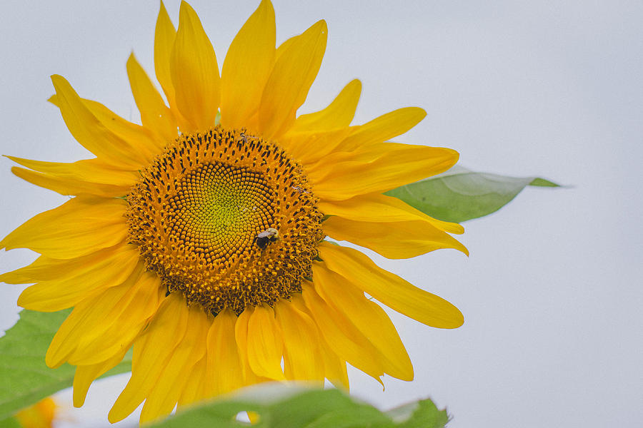Sunflower and Bee Photograph by Amber Flowers