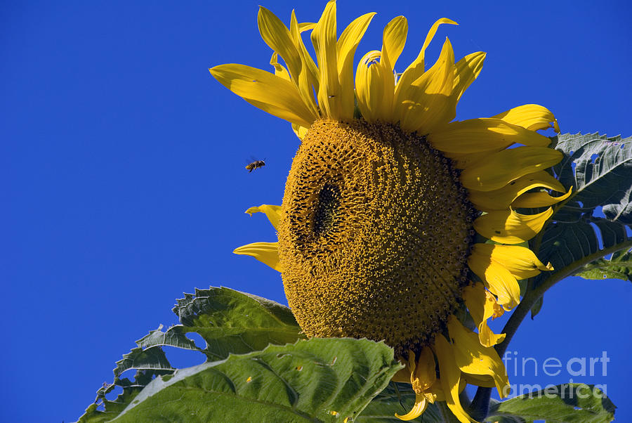 Sunflower and Bee Photograph by David Zanzinger