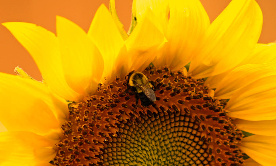 Sunflower And Bee Photograph by Kay Novy