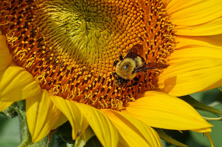Sunflower and Bee Macro Photograph by Alan Hutchins