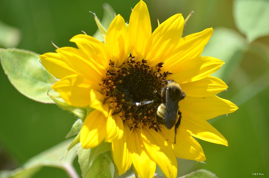 Sunflower and Bee Photograph by Maria Urso