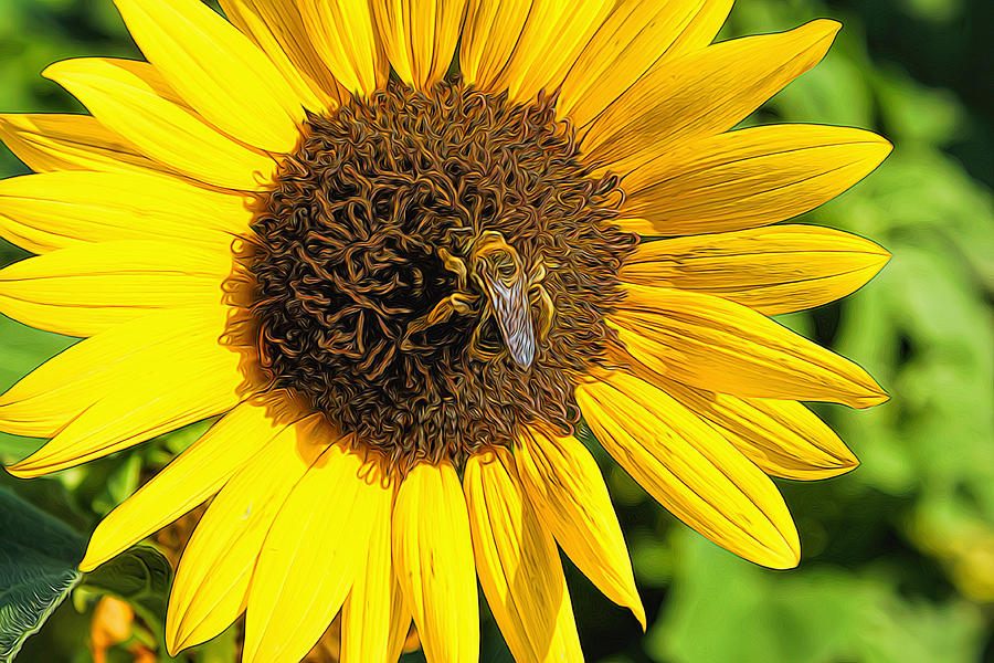 Sunflower and Bee Painting Photograph by Alan Hutchins