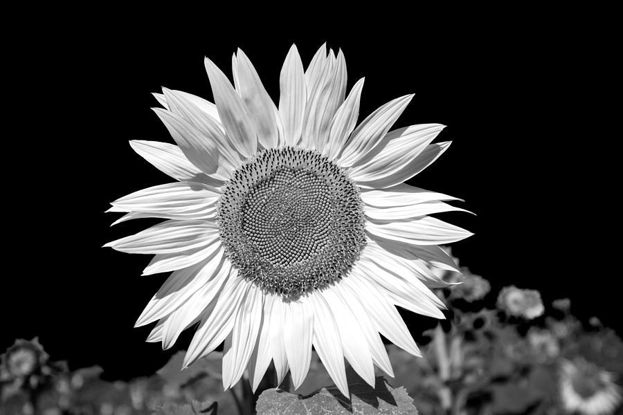 White Sunflower #1 Digital Art by Roy Pedersen