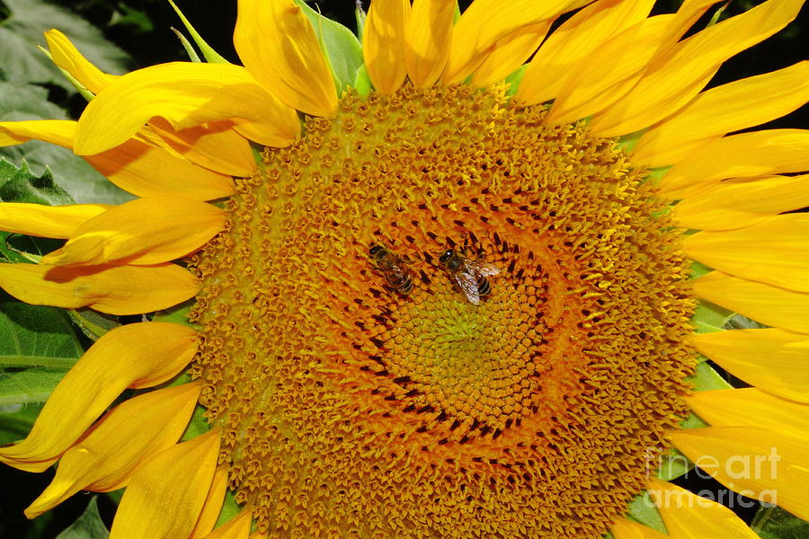 Sunflower And Bees Photograph