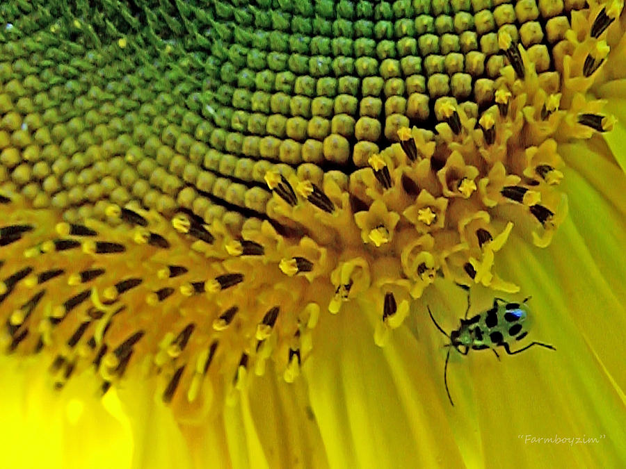 Sunflower and Beetle Photograph by Harold Zimmer