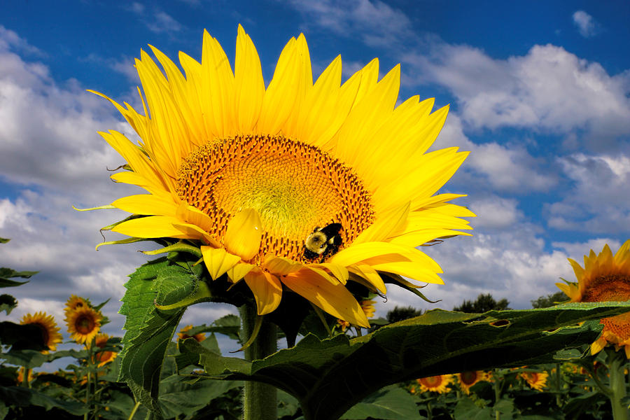 Sunflower And Blue Skies Photograph