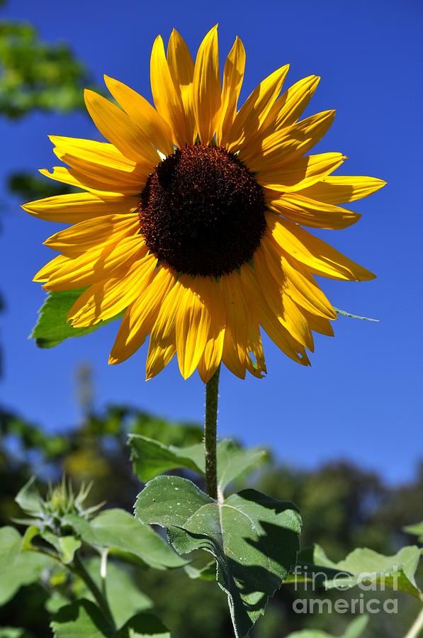 Sunflower Photograph - Sunflower and Blue Sky by M J