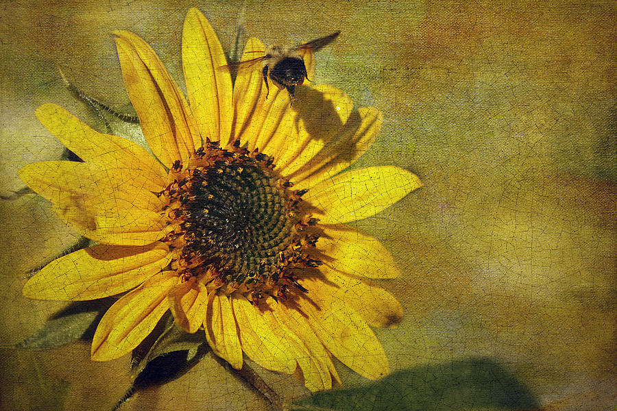 Sunflower and Bumble Bee Photograph by Cindi Ressler