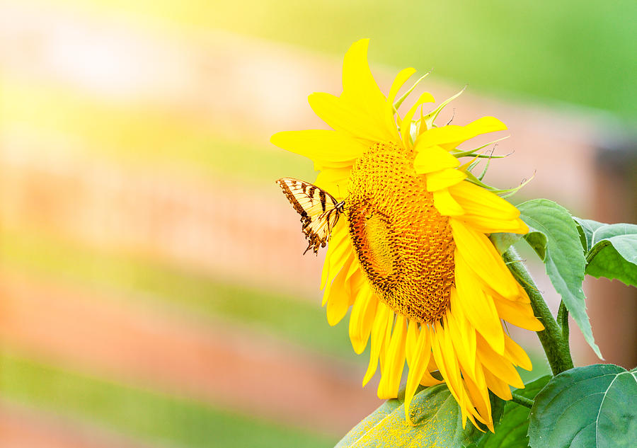 Sunflower and butterfly Photograph by Alexey Stiop