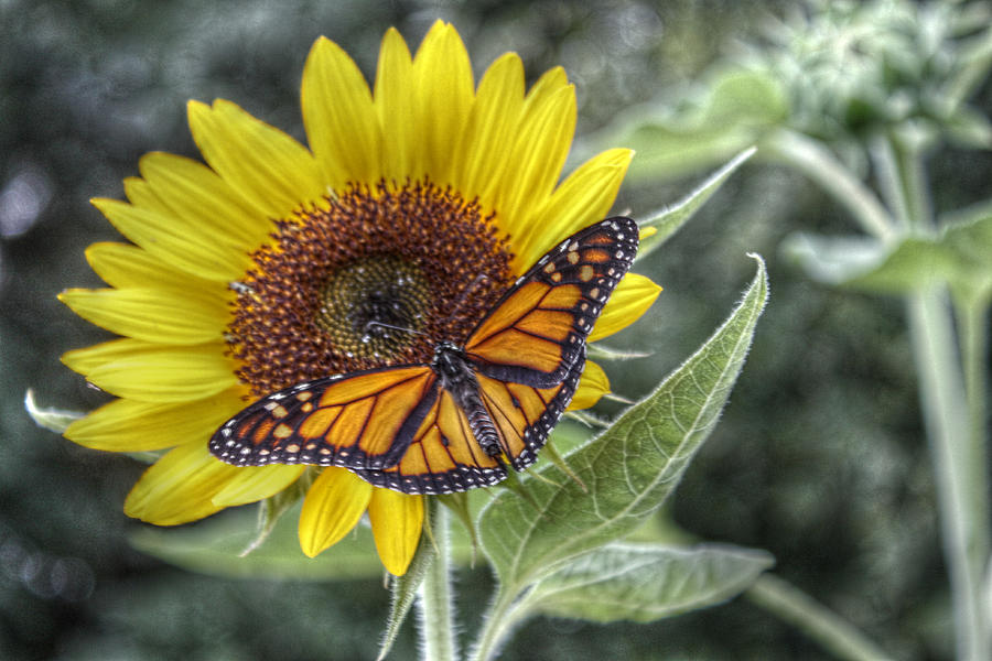 Sunflower and Butterfly Photograph by Howard Markel | Fine Art America