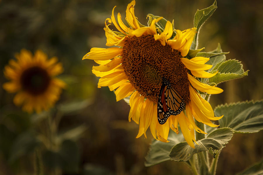 Sunflower And Butterfly Photograph