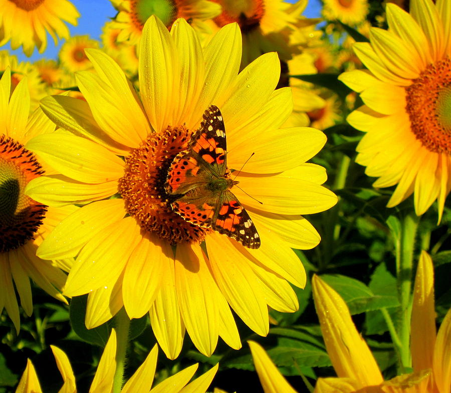 Butterfly Photograph - Sunflower and Butterfly by Suzanne DeGeorge