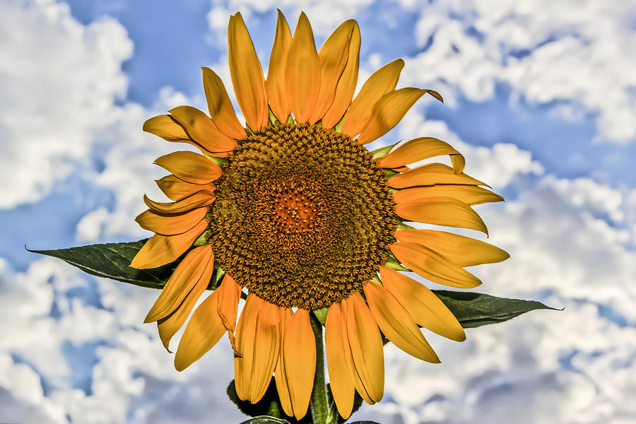 00008 Sunflower and Clouds Digital Art by Photographic Art by Russel Ray Photos