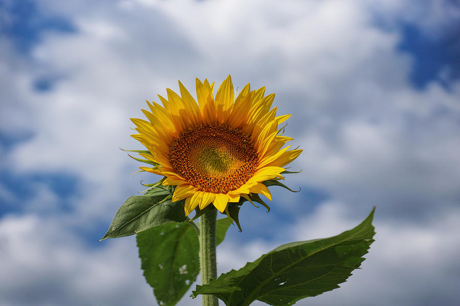 Sunflower and Cloudy Sky Photograph by Alan Hutchins