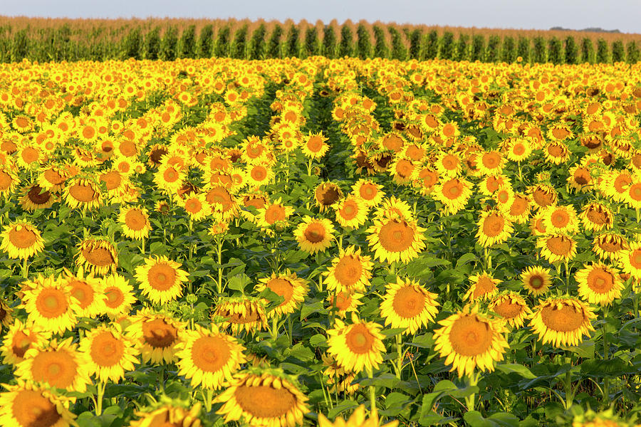 Sunflower And Corn Field In Morning Photograph by Chuck Haney - Fine ...