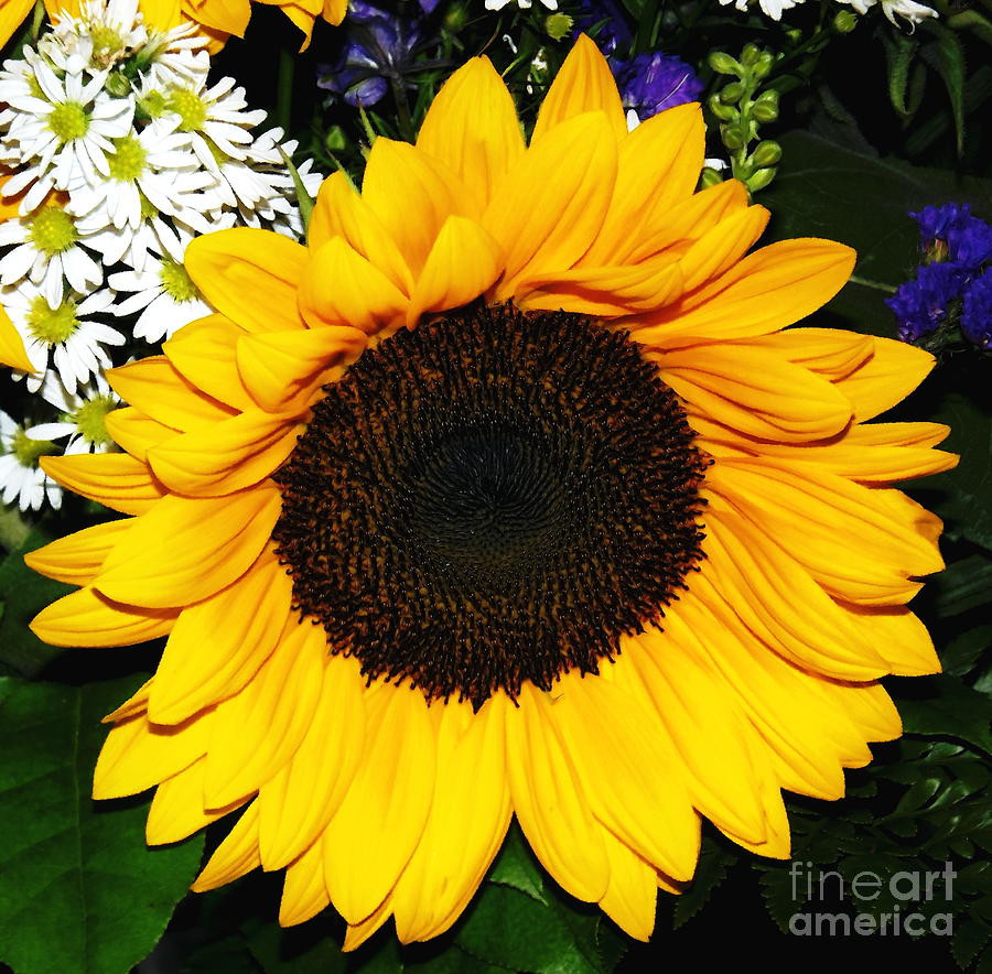 Sunflower Photograph - Sunflower and Daisies Oil Painting Effect by Rose Santuci-Sofranko