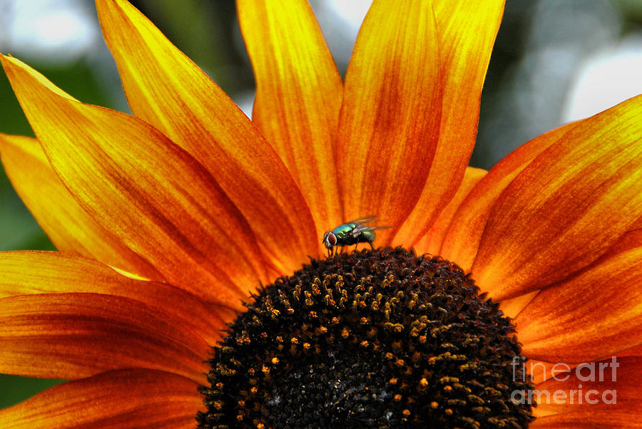 Sunflower and Fly  Photograph by Andrea Kollo