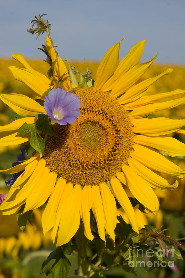 Sunflower and Friend Photograph by Chris Scroggins