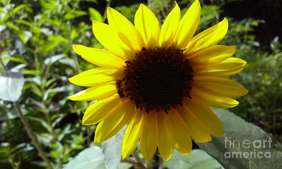 Sunflower and Friend Photograph by Lesley Wood - Fine Art America