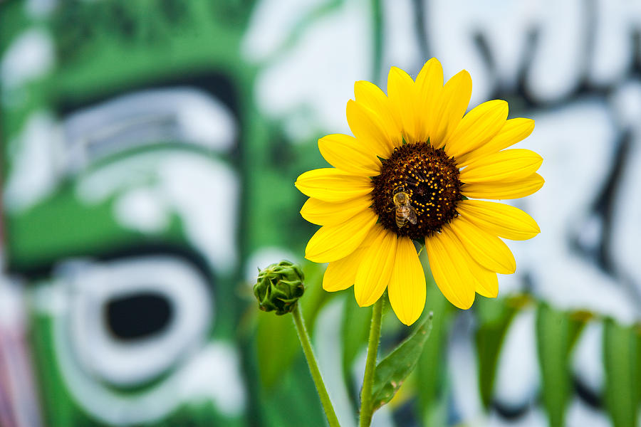 Sunflower Photograph - Sunflower And Graffiti  by Mark Weaver