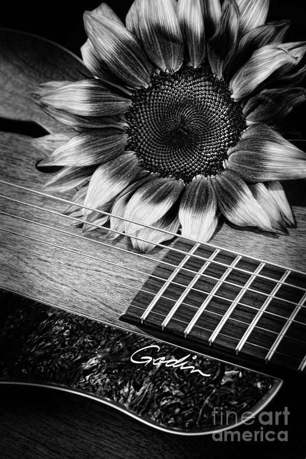 Sunflower and Guitar Photograph by Dianne Phelps