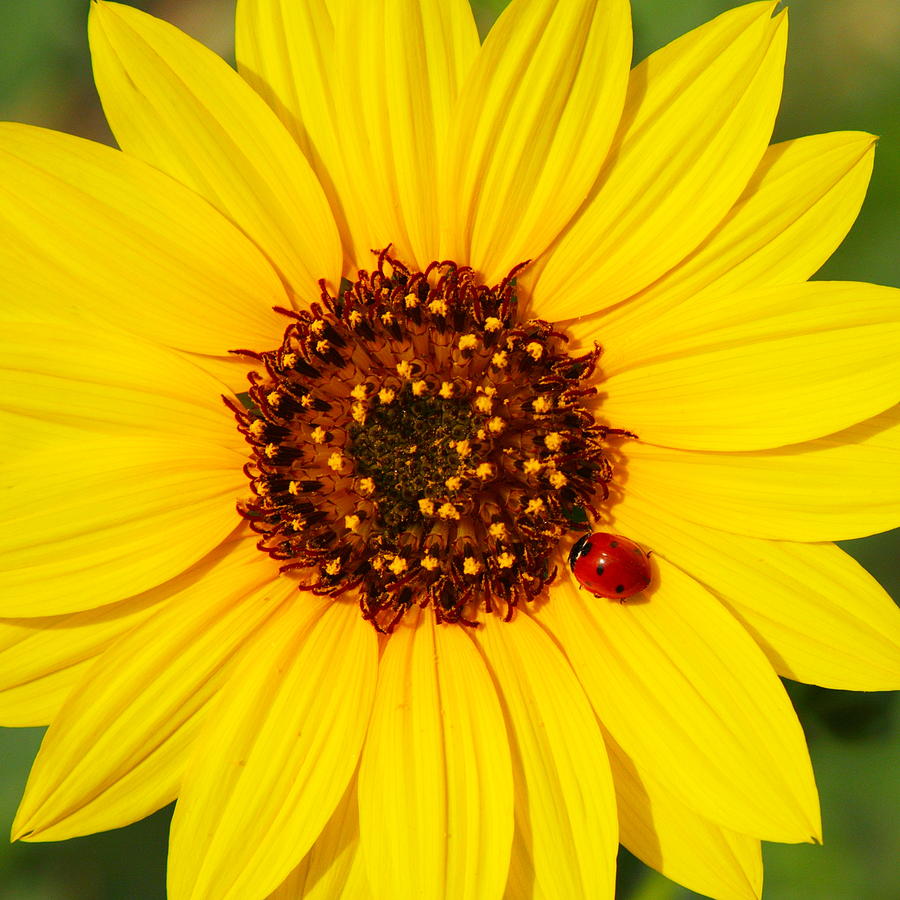 Sunflower and Ladybird Beetle 2AM-110490 Photograph by Andrew McInnes