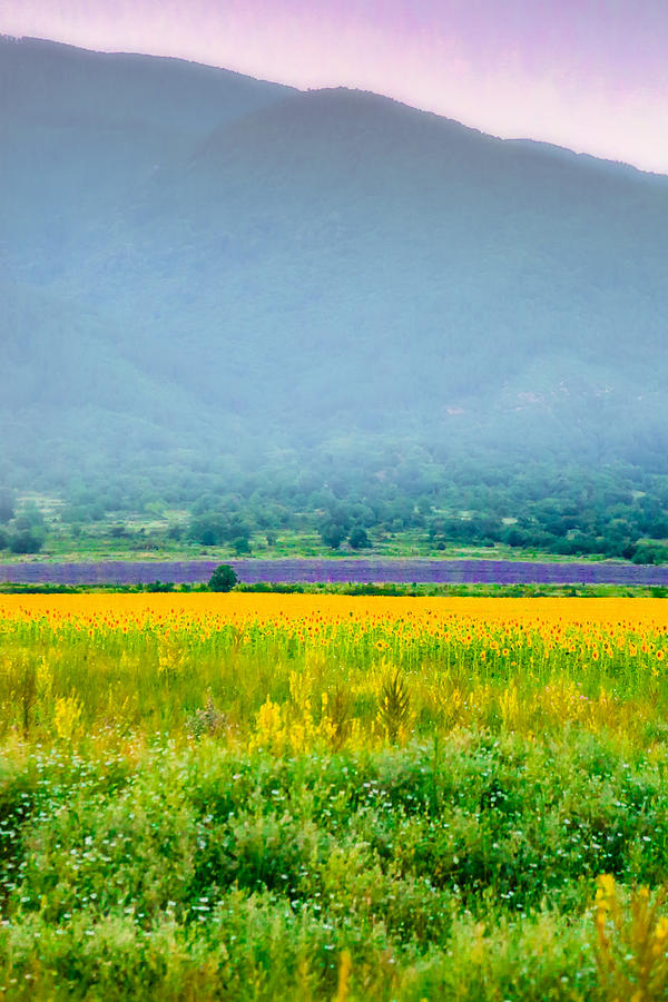 Sunflower Photograph - Sunflower and lavender fields in mist by Eti Reid