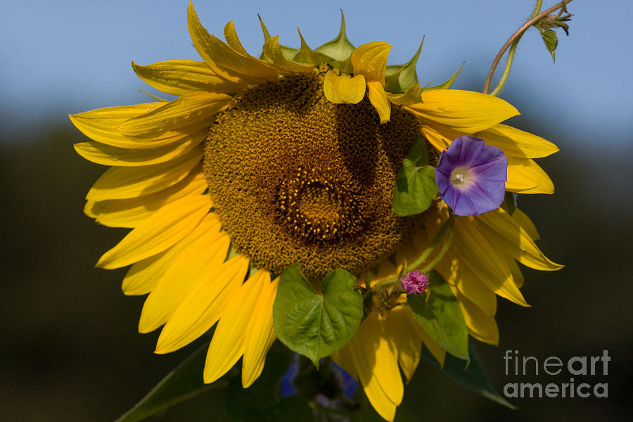 Sunflower and Morning Glory Photograph by Chris Scroggins