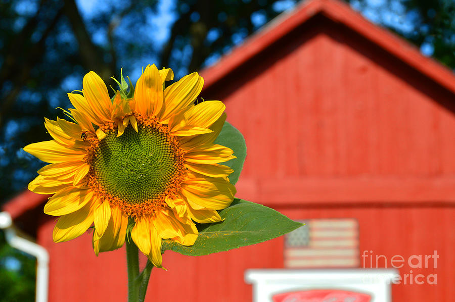 Sunflower Photograph - Sunflower and Red Barn by Catherine Sherman