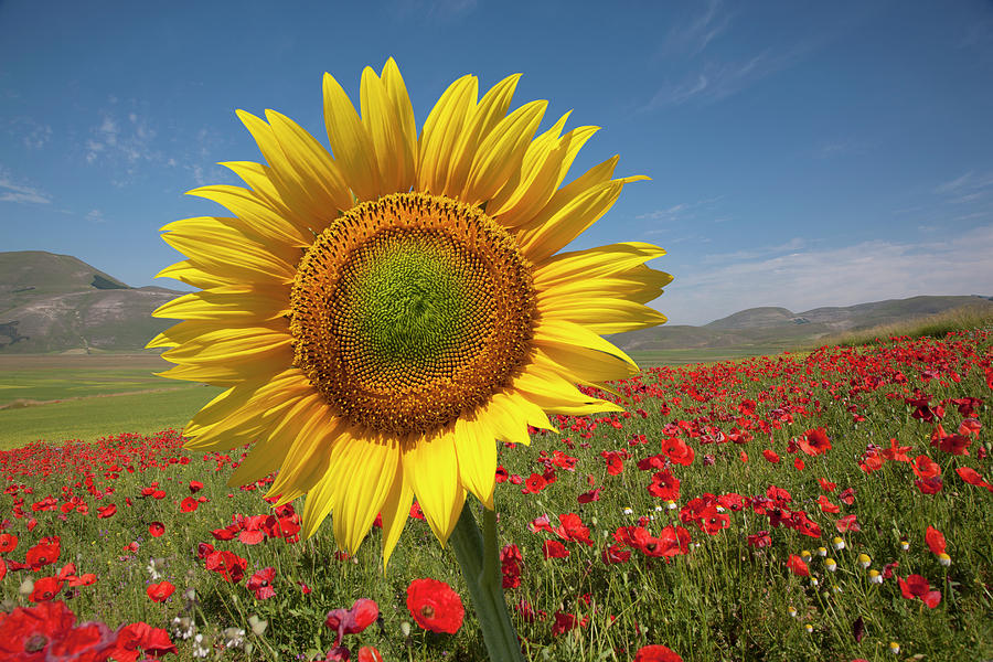 Sunflower And Red Poppies Photograph by Buena Vista Images