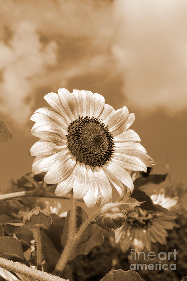 Sunflower and Sky Photograph by Chris Scroggins