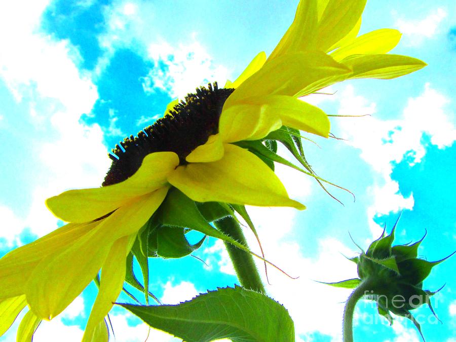 Sunflower and Sky Image Photograph by Susan Carella
