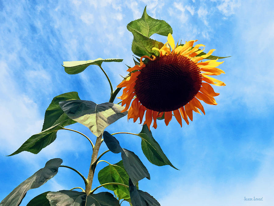 Sunflower Photograph - Sunflower and Sky by Susan Savad