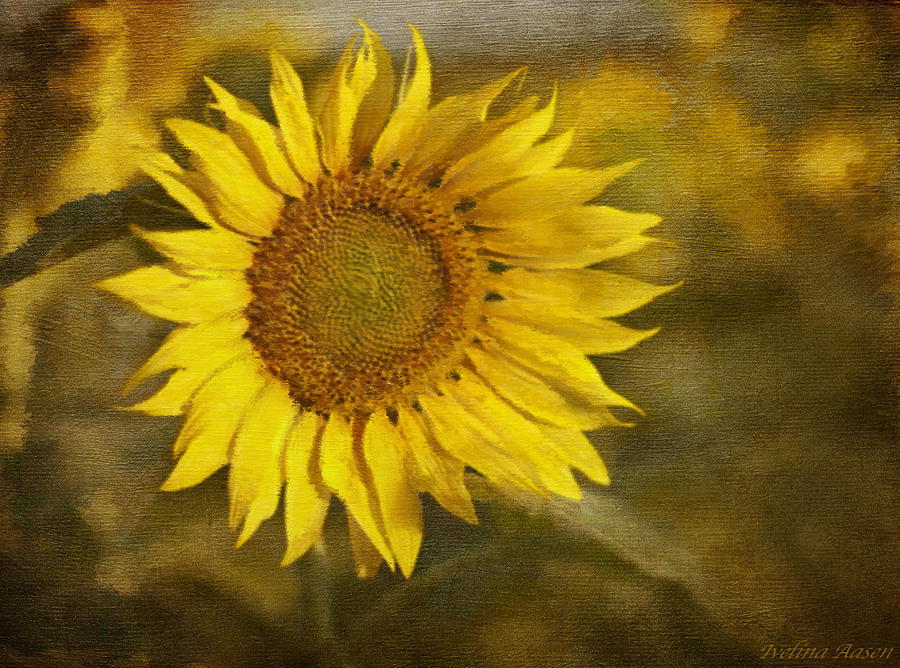 Nature Photograph - Sunflower and Sunshine  by Ivelina G