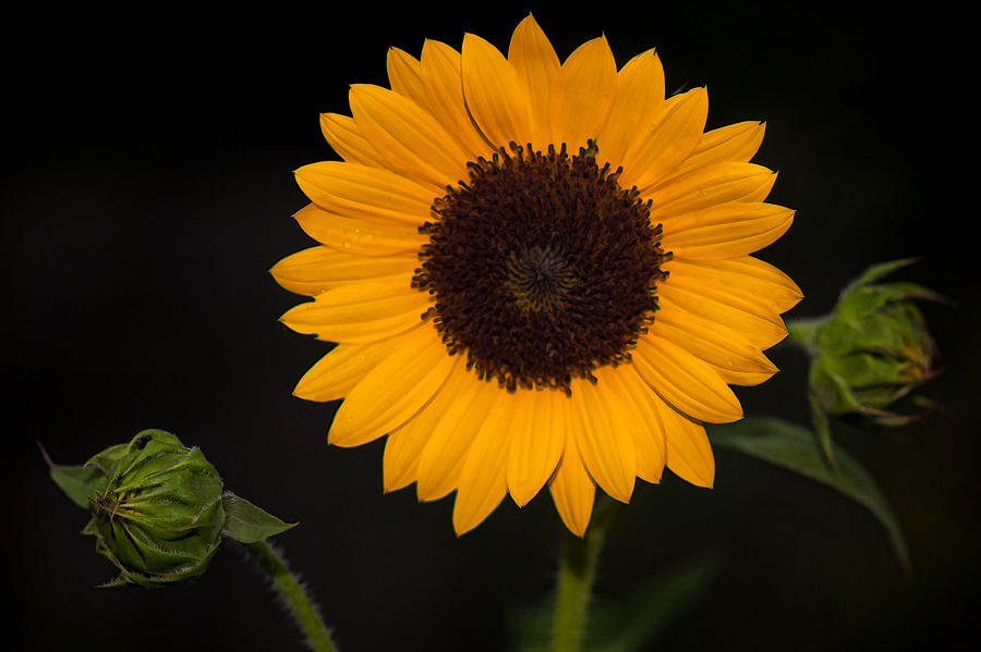 Sunflower and Two To Be Photograph by Jerry Gammon