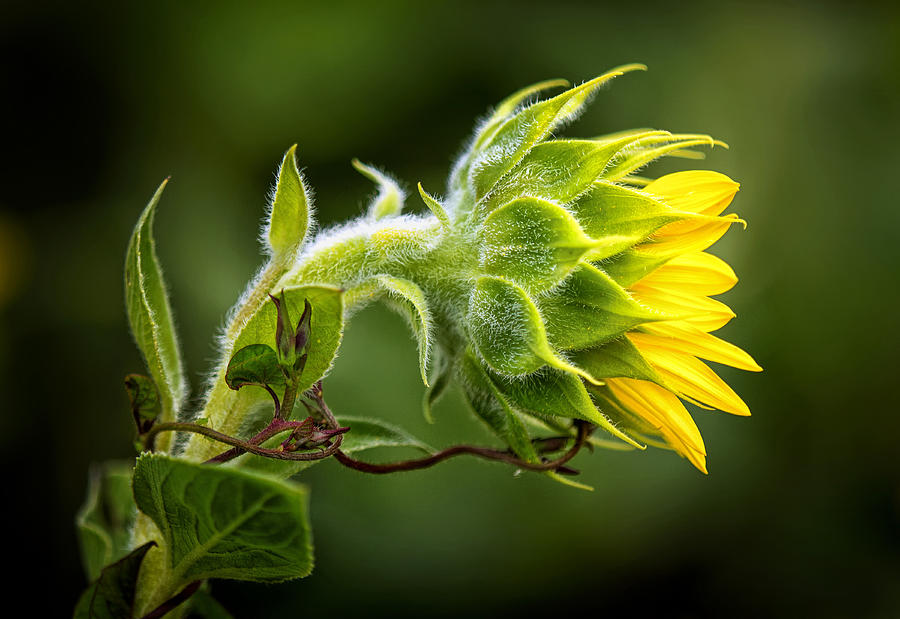 Sunflower Photograph - Sunflower and Vine by Carolyn Derstine