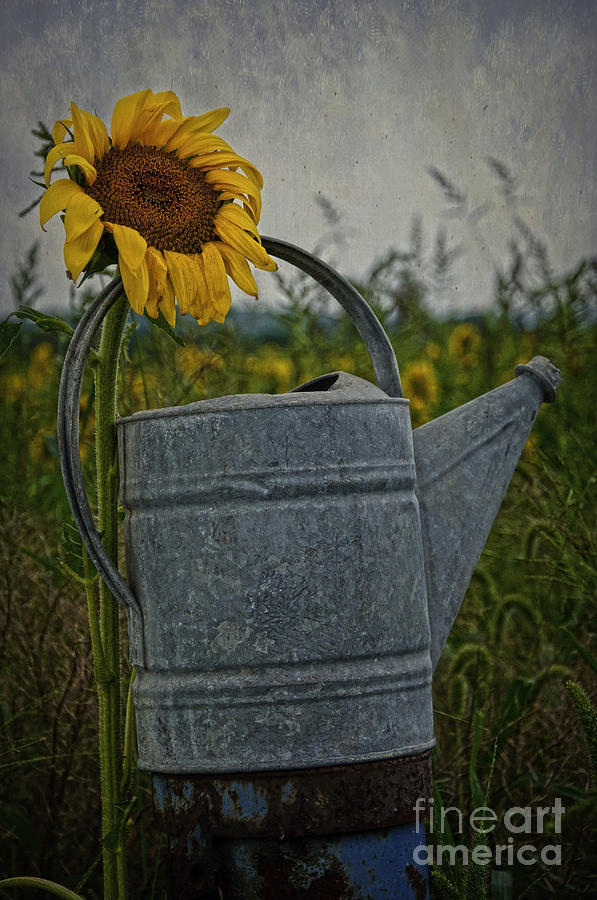 Sunflower and Water bucket Photograph by Debra Fedchin