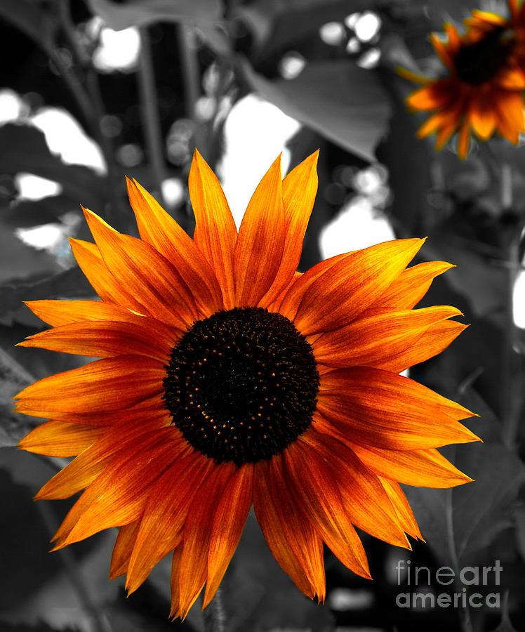 Fall Photograph - Sunflower  by Andrea Kollo