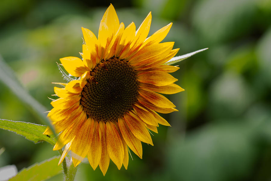 Sunflower Photograph by Andreas Levi
