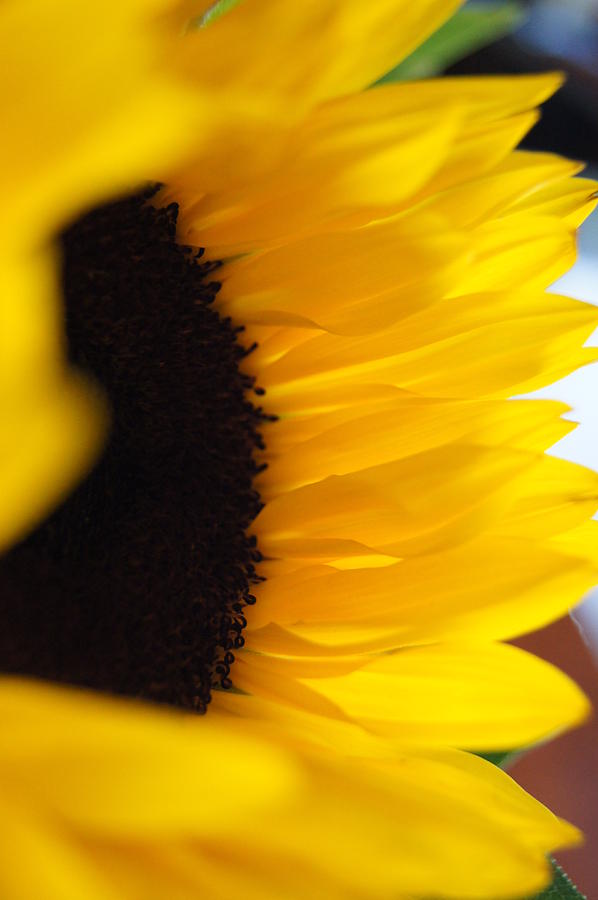 Flower Photograph - Sunflower by Angela Killary