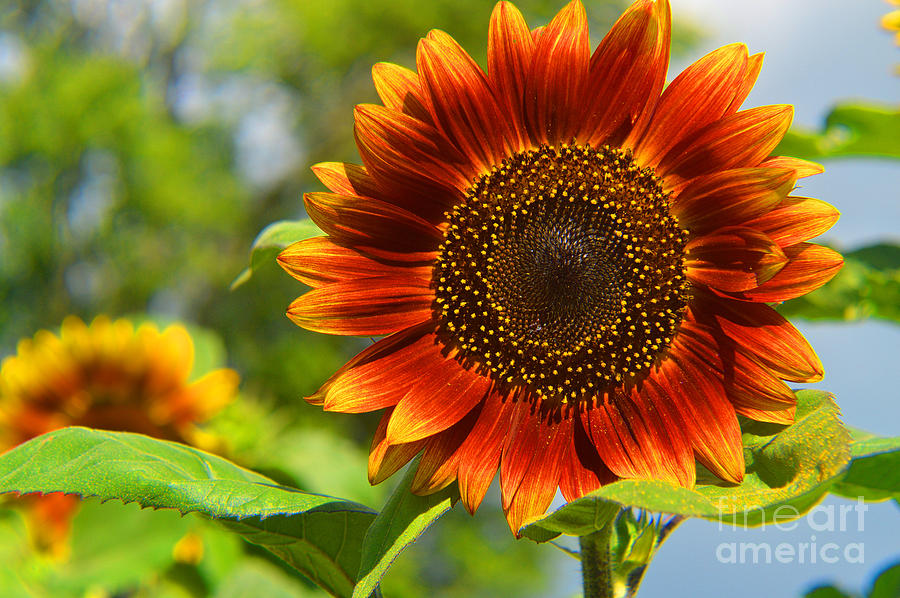Flower Photograph - Sunflower Angela by Tina M Wenger