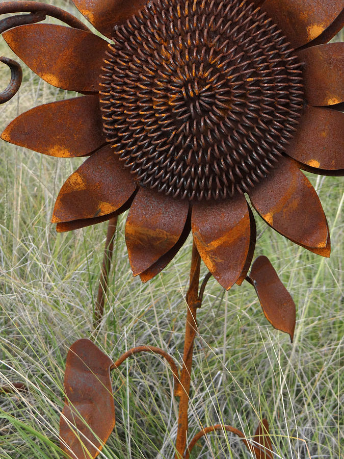 Sunflower Photograph by Anne Thurston