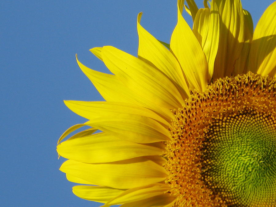 Sunflower Photograph by April K Rabino - Fine Art America